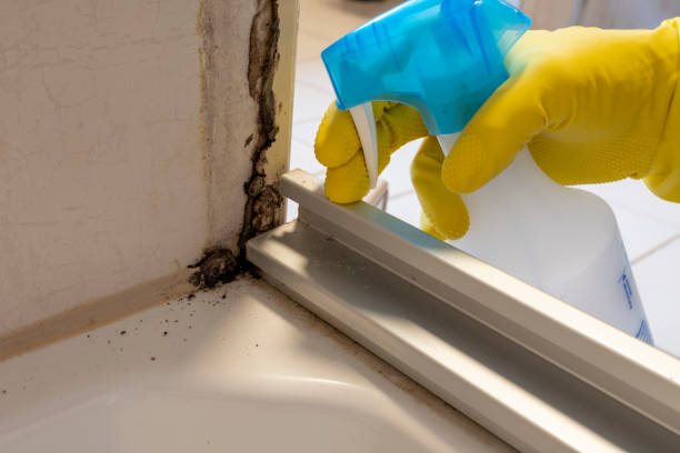 Best Health and Safety Mold Remediation in Bargersville, IN