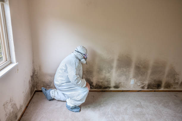 Best Mold Remediation for Specific Building Types in Bargersville, IN