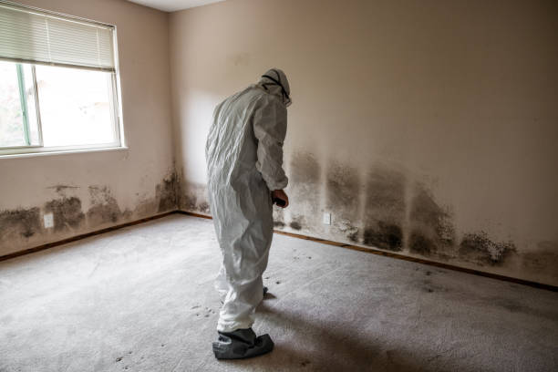Best White Mold Remediation in Bargersville, IN